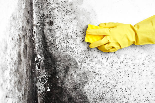 Why You Should Choose Our Mold Remediation Services in Charlottesville, VA